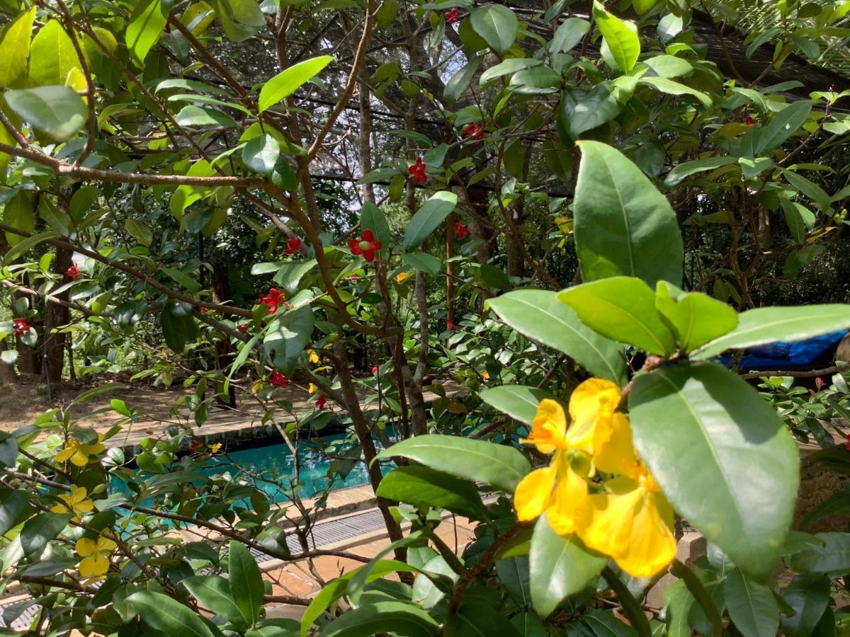 Mind Body And Soul Hotell Dambulla Exteriör bild